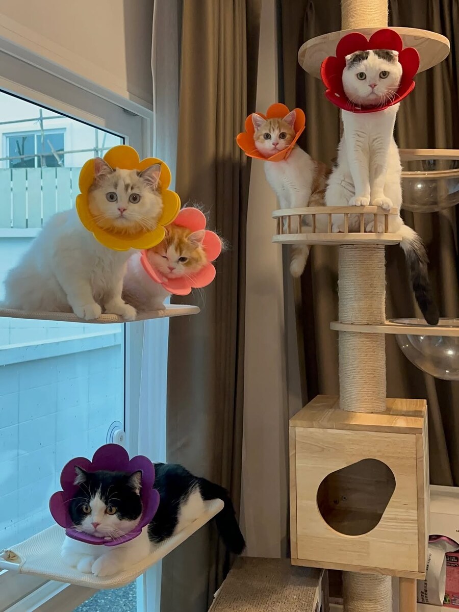 고양이 꽃..._1.jpg