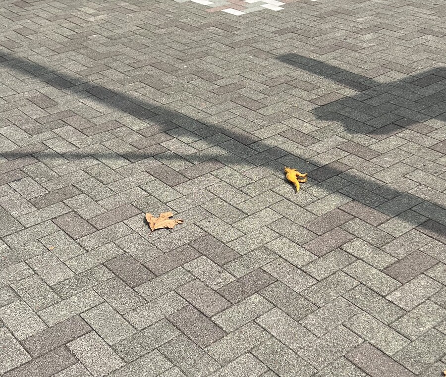 길바닥에 굴러다니는 낙엽.jpg_2.jpg