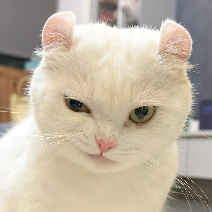귀가 독특한 흰냥이_1.jpg