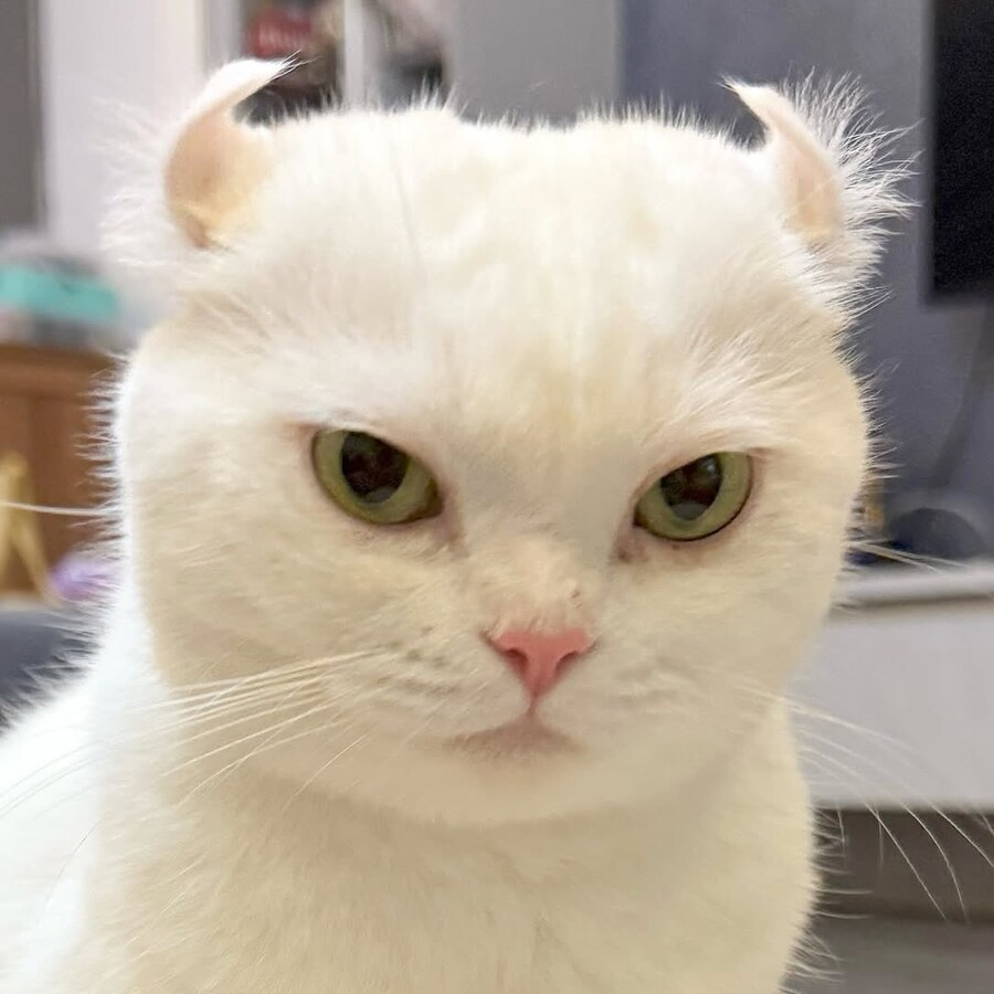 귀가 독특한 흰냥이_2.jpg
