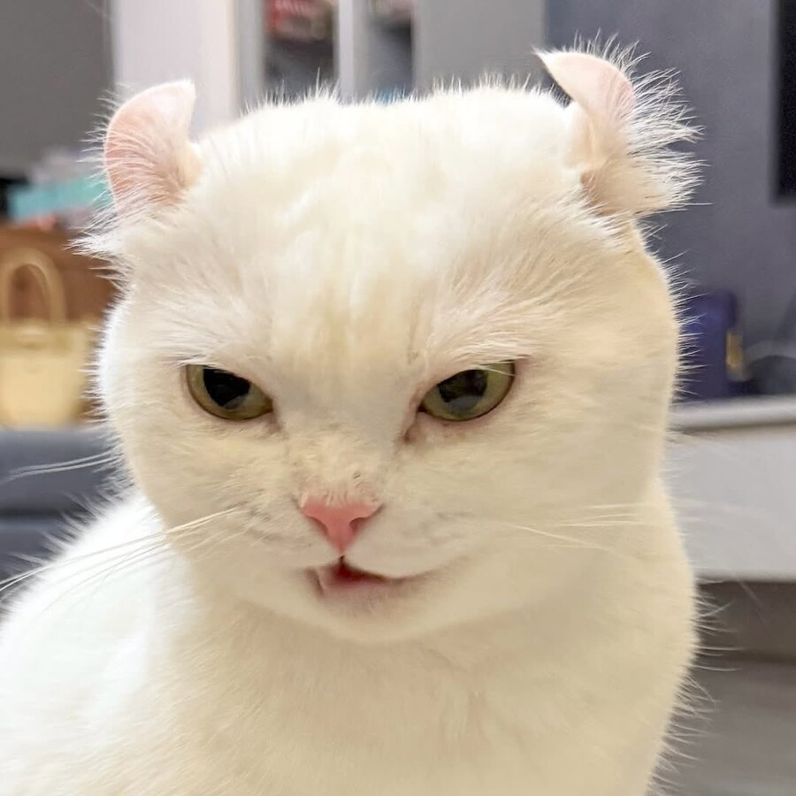 귀가 독특한 흰냥이_3.jpg
