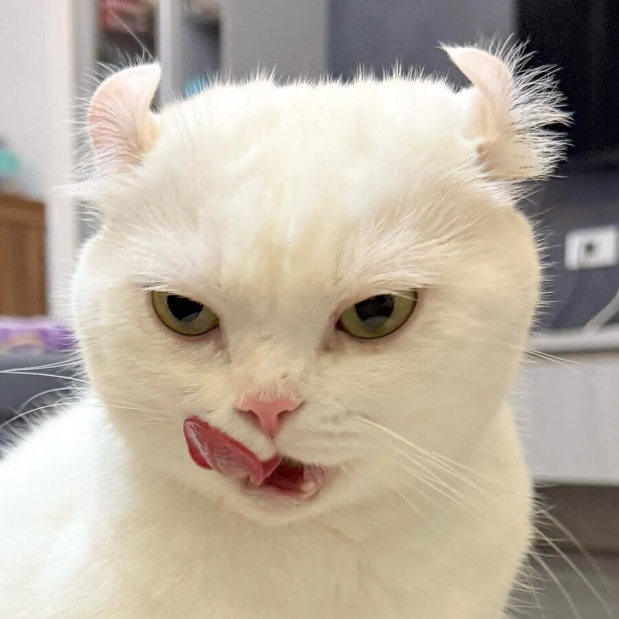 귀가 독특한 흰냥이_5.jpg