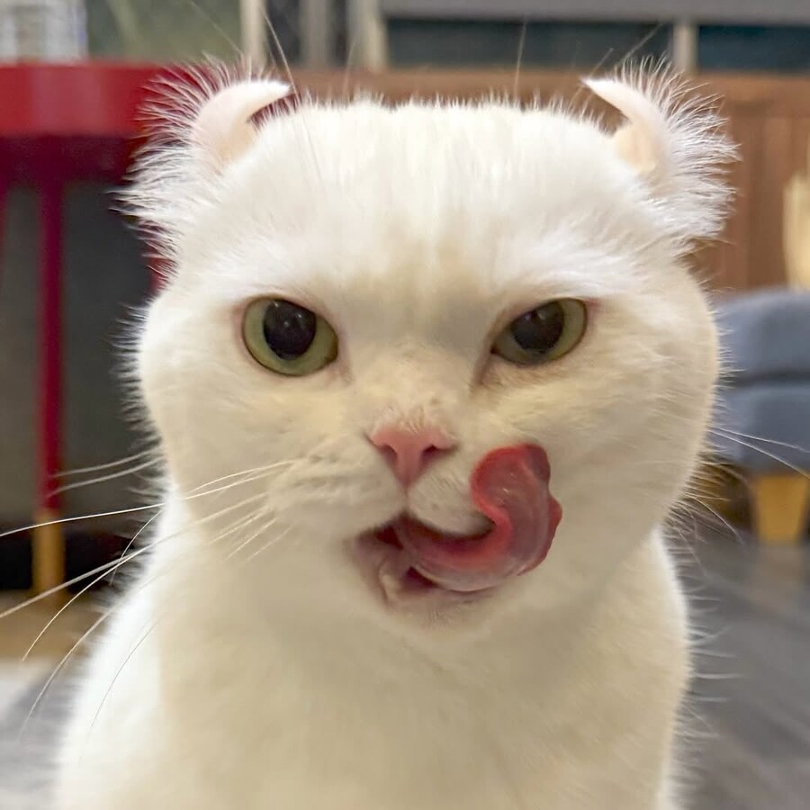 귀가 독특한 흰냥이_7.jpg