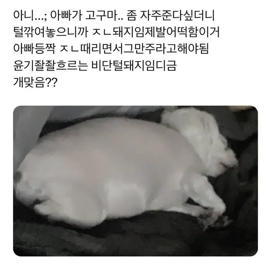 강아지한테 고구마 주면 안되는 이유 jpg._2.webp