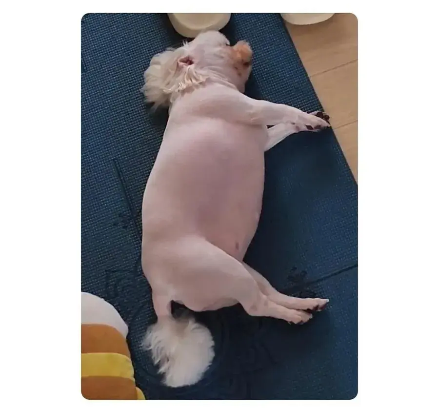강아지한테 고구마 주면 안되는 이유 jpg._3.webp