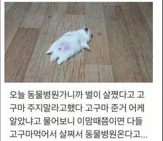 강아지한테 고구마 주면 안되는 이유 jpg._4.jpg