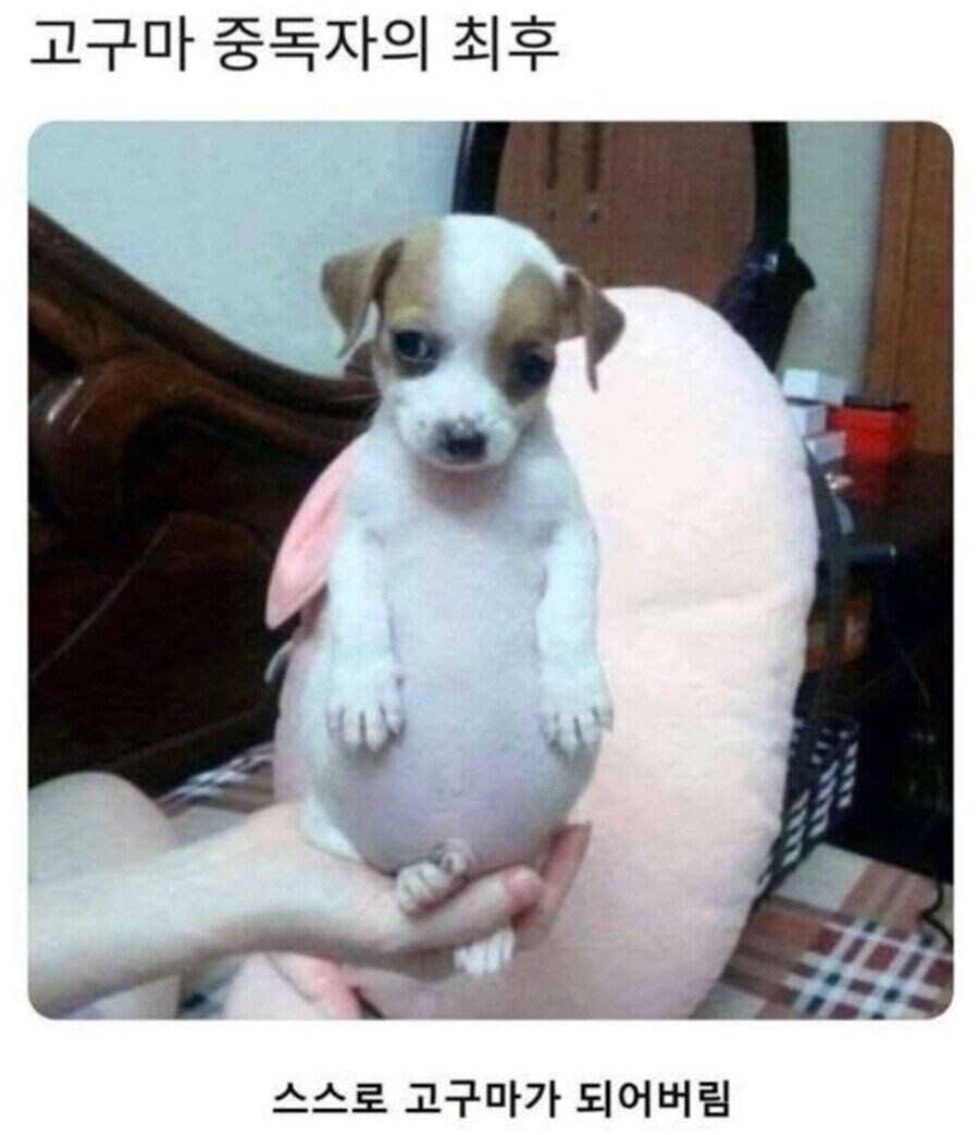 강아지한테 고구마 주면 안되는 이유 jpg._1.jpg