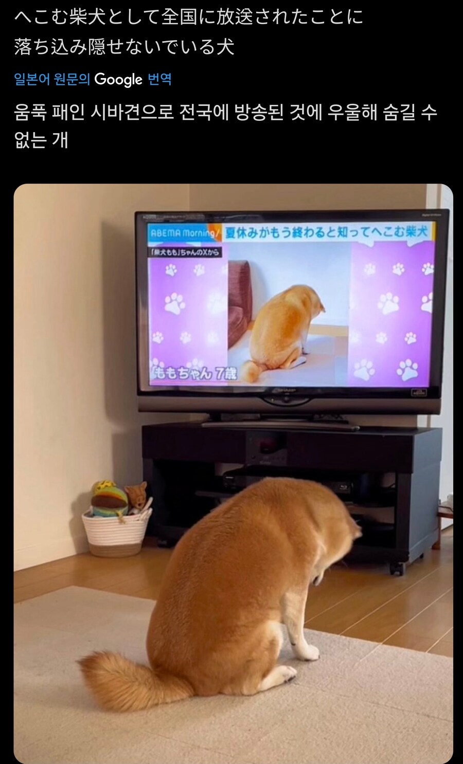 축 처진 시바견_1.jpg