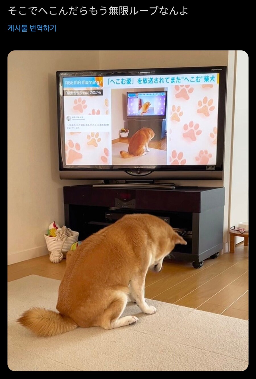 축 처진 시바견_2.jpg