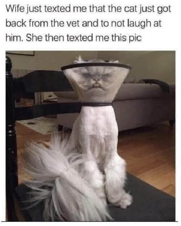 친구가 웃지 말라며 보내준 자기 고양이 사진_1.jpg