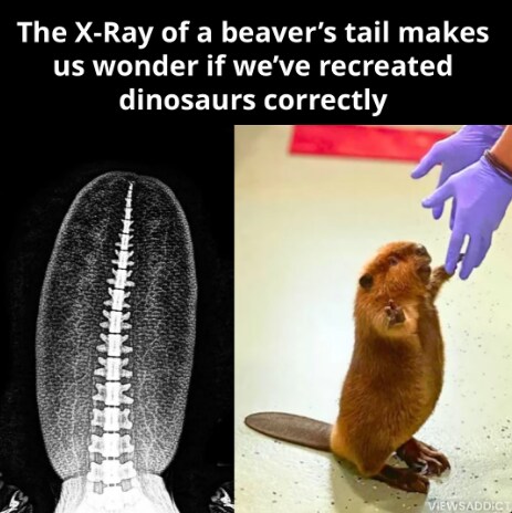 비버 꼬리 X ray 사진_1.png