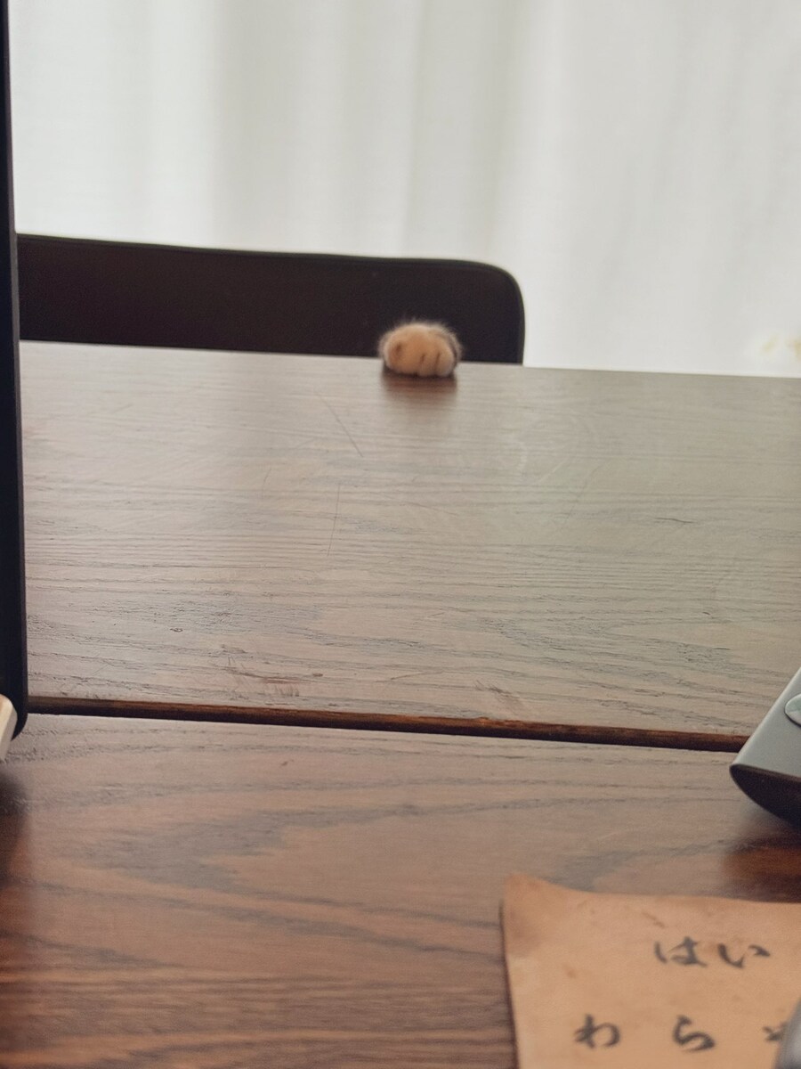고양이 귀여운 순간.jpg_1.jpg