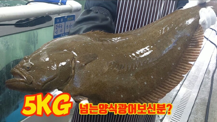 의외로 자연산 돌돔보다 맛있을 가능성이 높은 생선_1.jpg