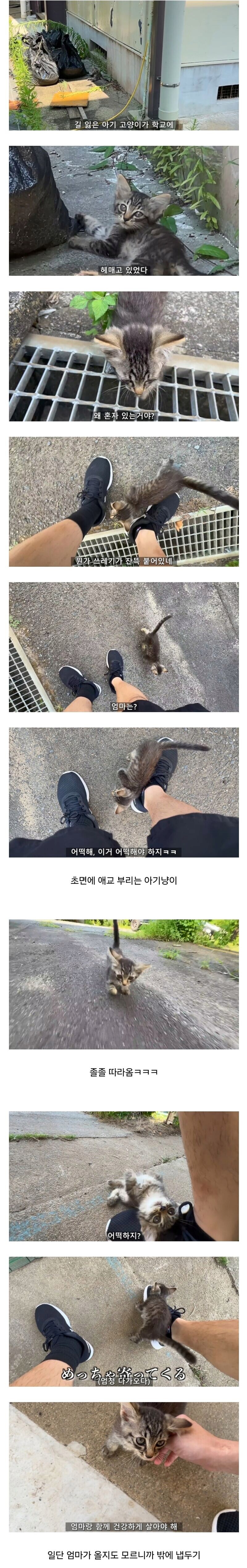폐교에서 고양이를 주운 일본 유튜버.jpg_1.png