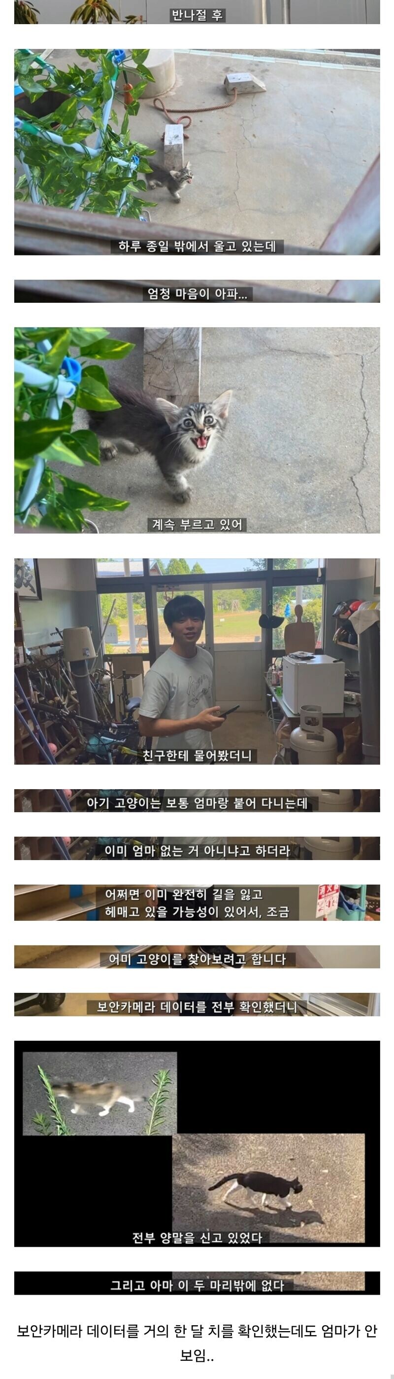 폐교에서 고양이를 주운 일본 유튜버.jpg_2.png