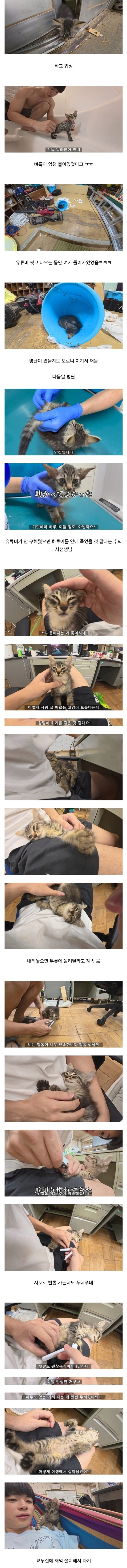폐교에서 고양이를 주운 일본 유튜버.jpg_4.png