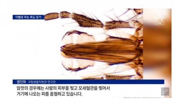 독도에 서식하는 끔찍한 해충_1.jpg