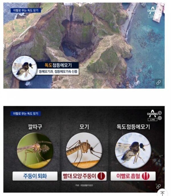 독도에 서식하는 끔찍한 해충_2.jpg