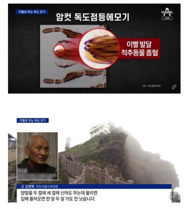 독도에 서식하는 끔찍한 해충_3.jpg
