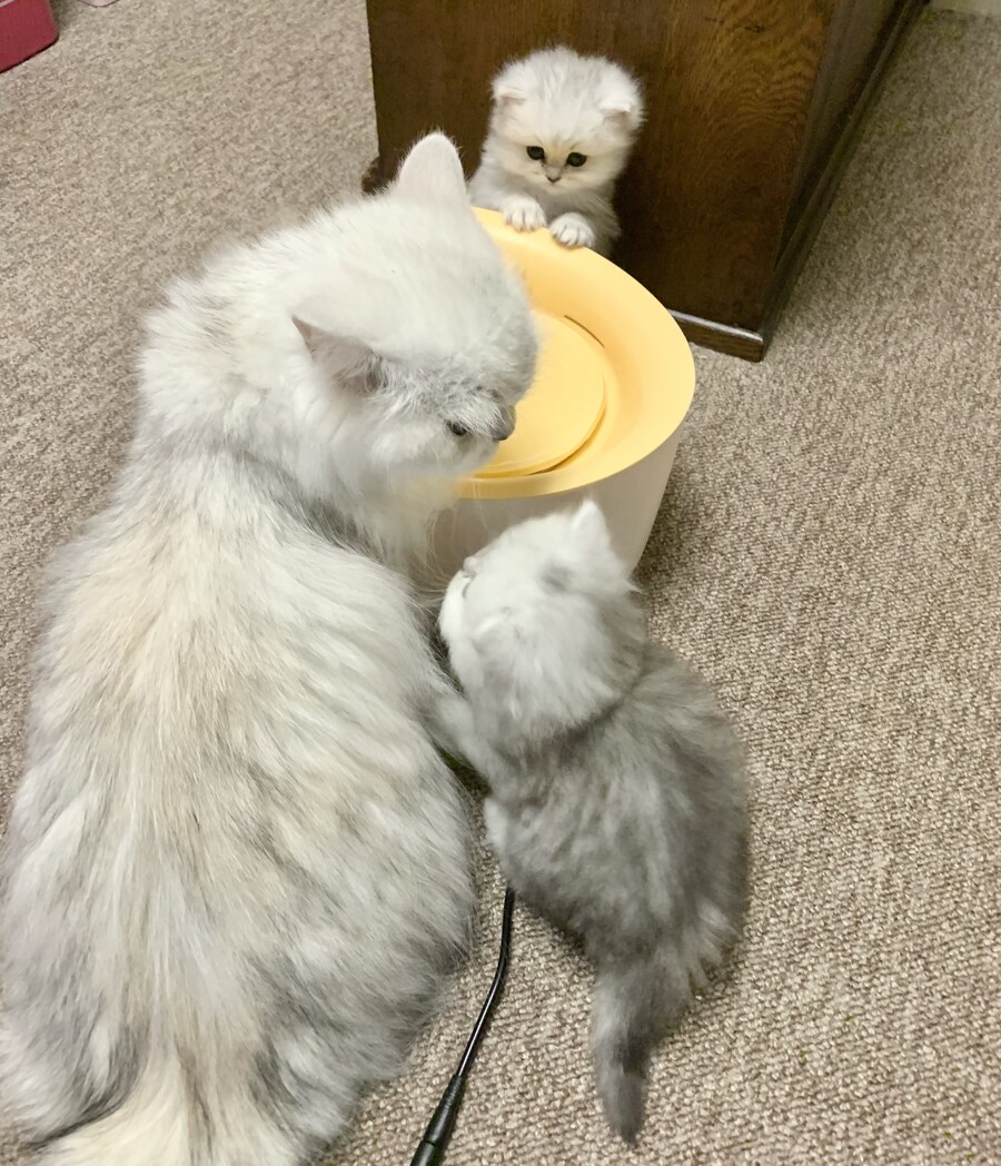 어미랑 처음 물마시기실습나온 조랭이떡들.jpg_1.jpg