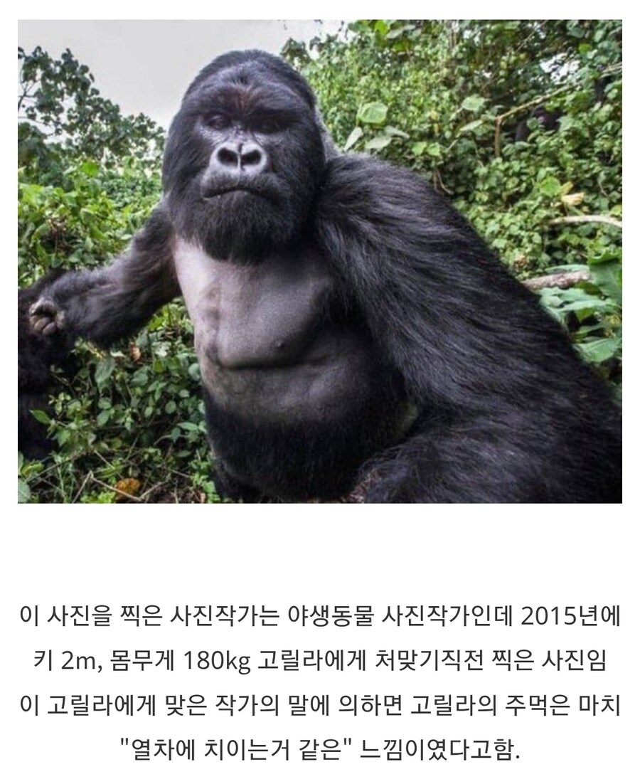 고릴라한테 깝치면 안 되는 이유_1.jpg