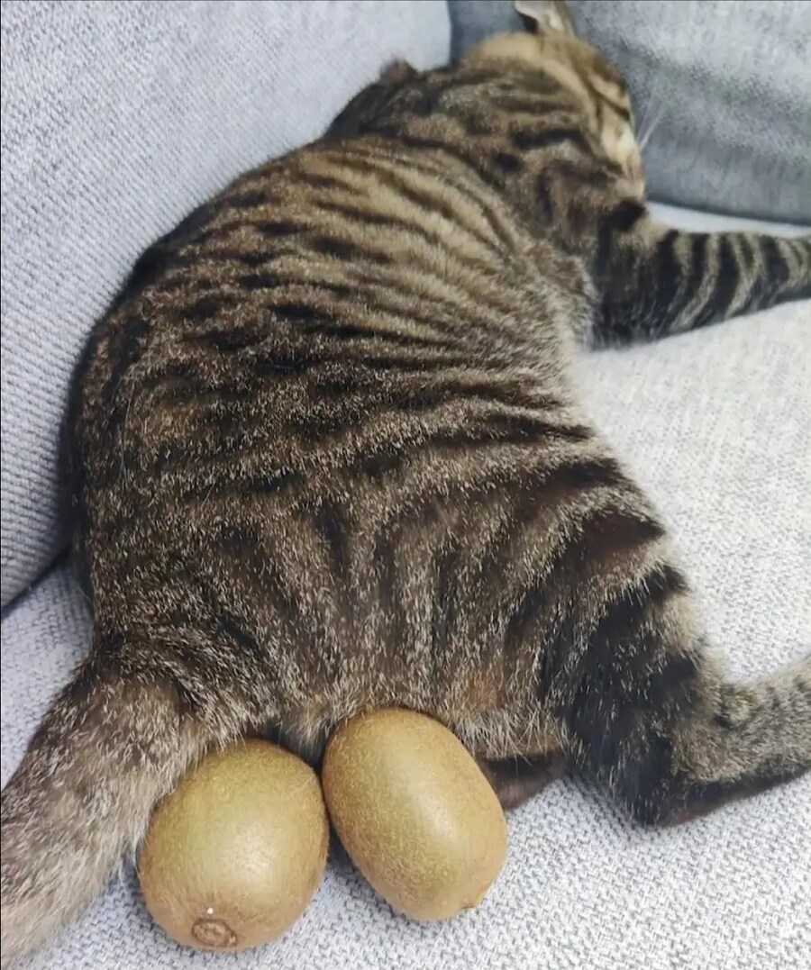 땅콩 잃어버린 고양이를 위해 새로운 땅콩을 달아준 집사_1.jpg