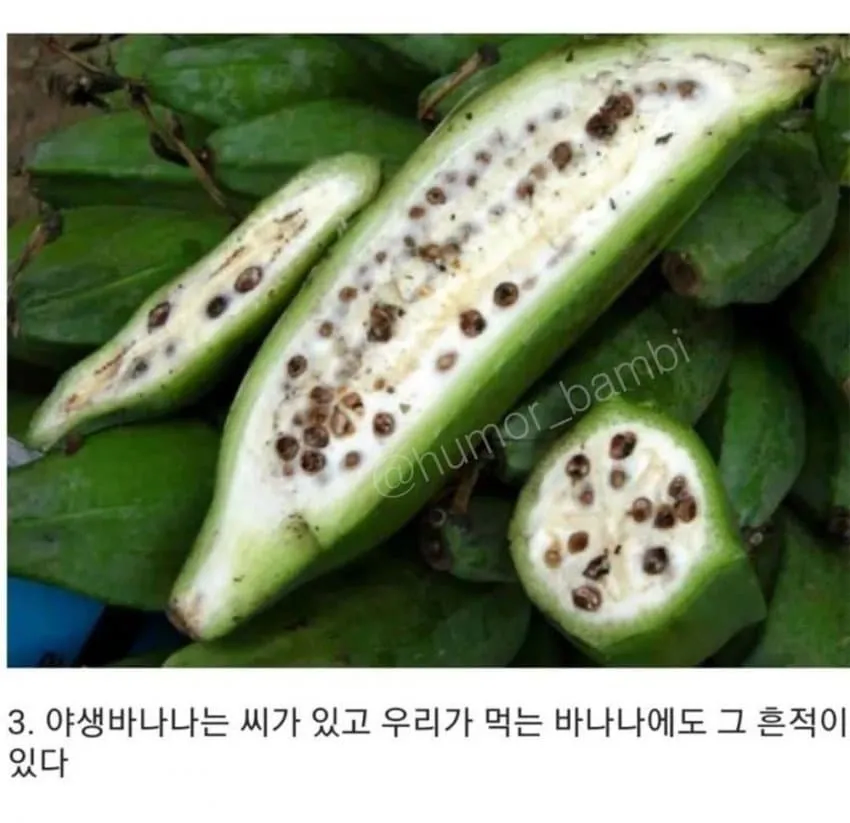 몰라도 상관없는 과일 상식 10가지_3.webp