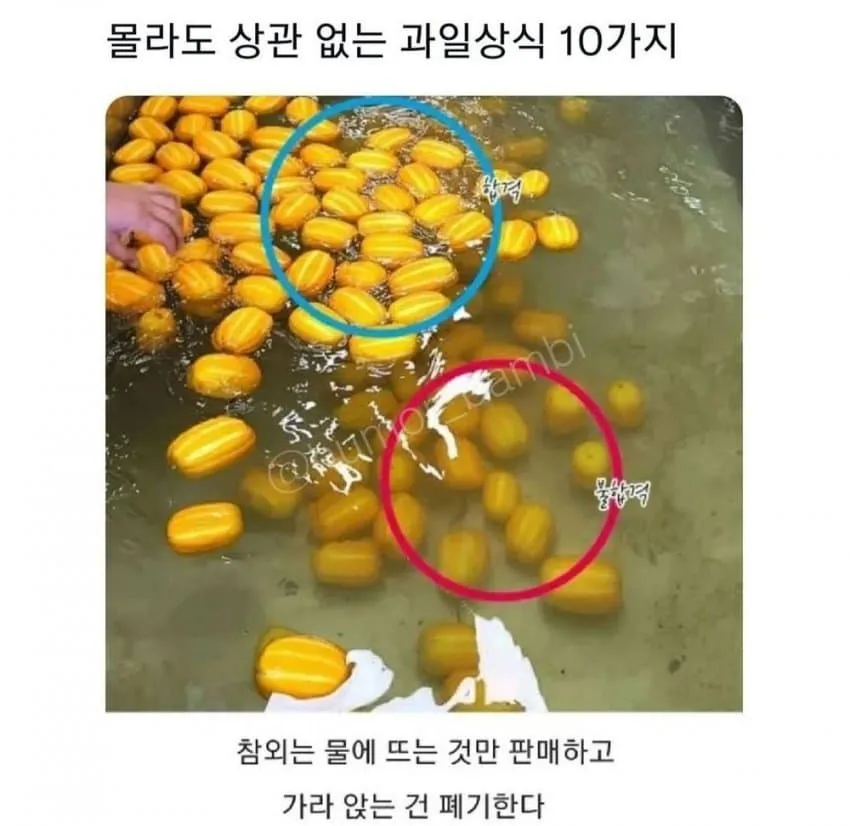 몰라도 상관없는 과일 상식 10가지_1.webp