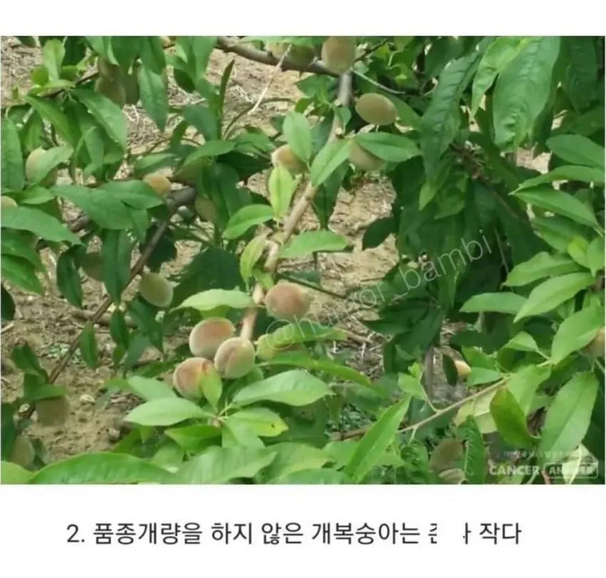 몰라도 상관없는 과일 상식 10가지_2.webp
