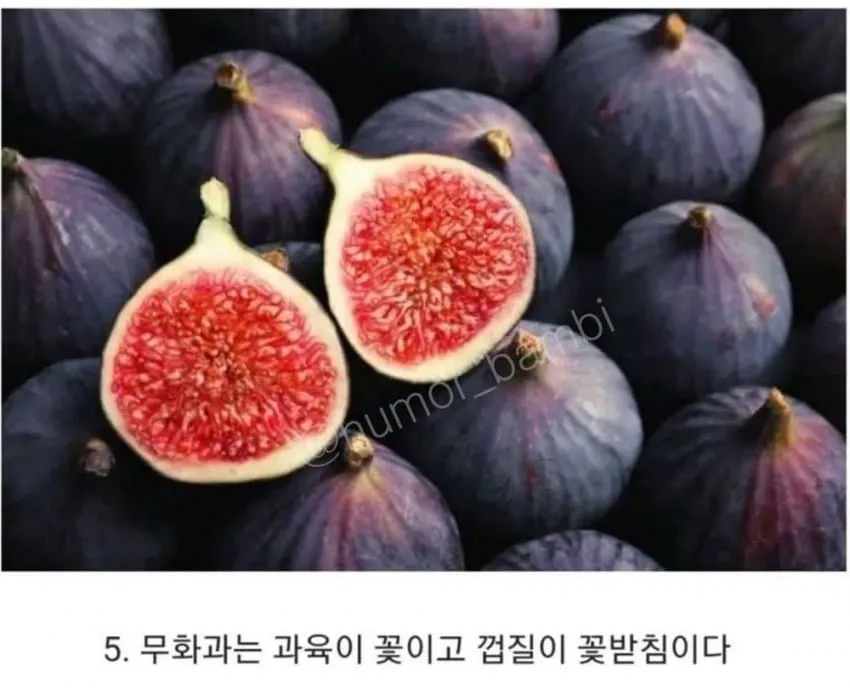 몰라도 상관없는 과일 상식 10가지_5.webp