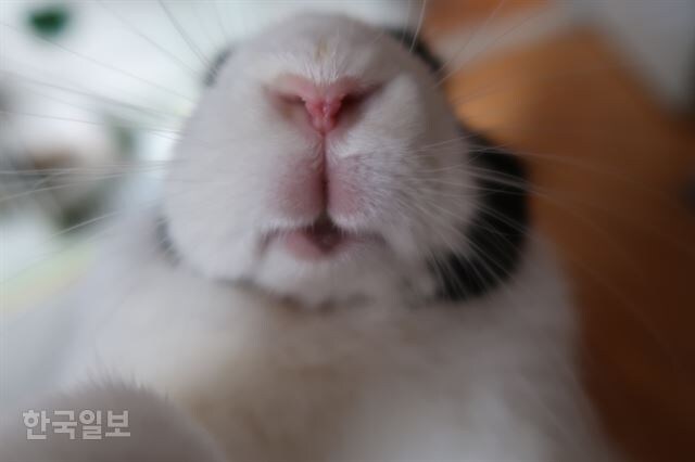토끼 정면 사진_4.jpg