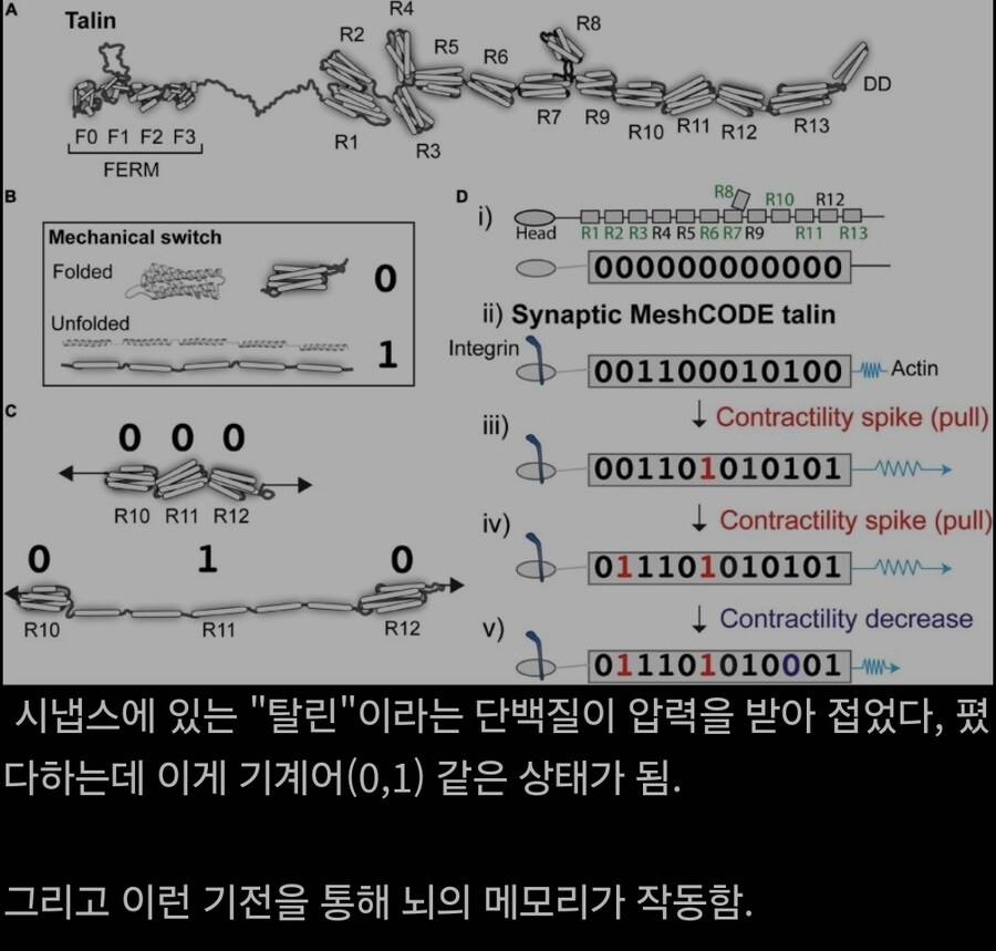 인간의 뇌가 작동하는 방법_1.jpg