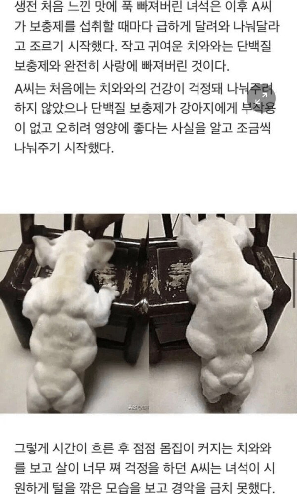단백질 보충제를 먹은 치와와의 최후_1.jpg