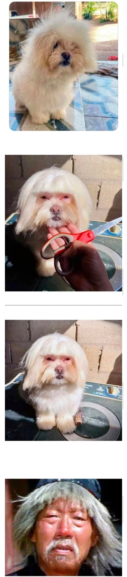 애견샵이 멀어서 집에서 셀프 미용한 결과_1.jpg