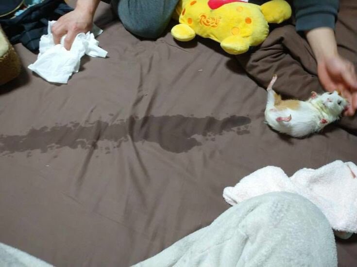 암컷의 격렬하게 절정분수로 다 젖은 침대_1.jpg