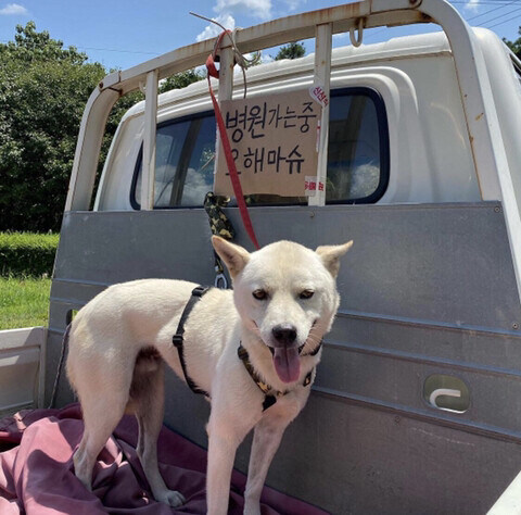 팔려가유_1.jpg