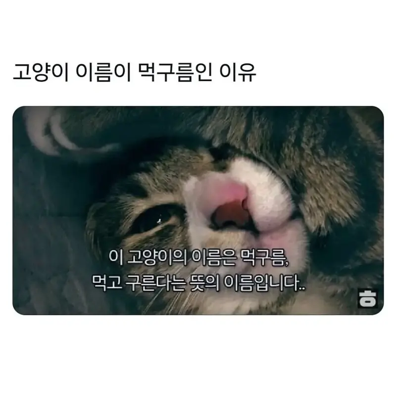고양이 이름이 먹구름인 이유.jpg_1.webp