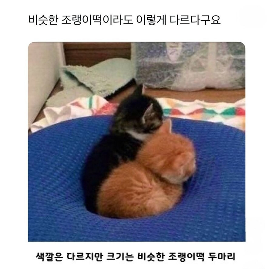 비슷한 조랭이떡_1.jpg