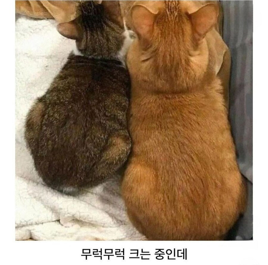 비슷한 조랭이떡_2.jpg
