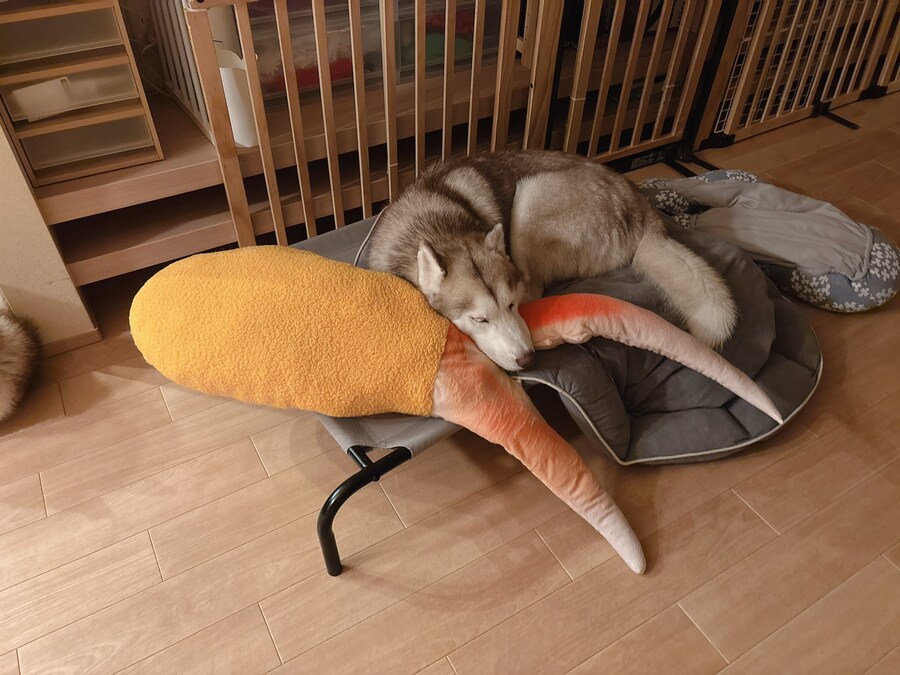 대게다리 튀김:야메떼! 나때문에 싸우지 말아줘!!_1.jpg