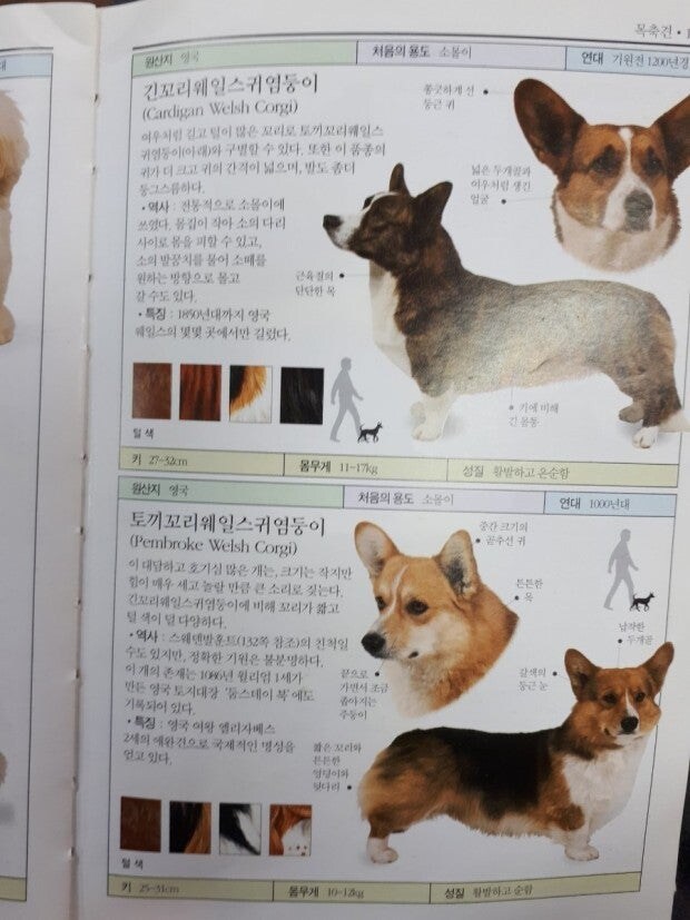 웰시코기라고 부르면 안 됨_2.jpg