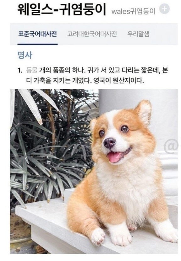 웰시코기라고 부르면 안 됨_3.jpg