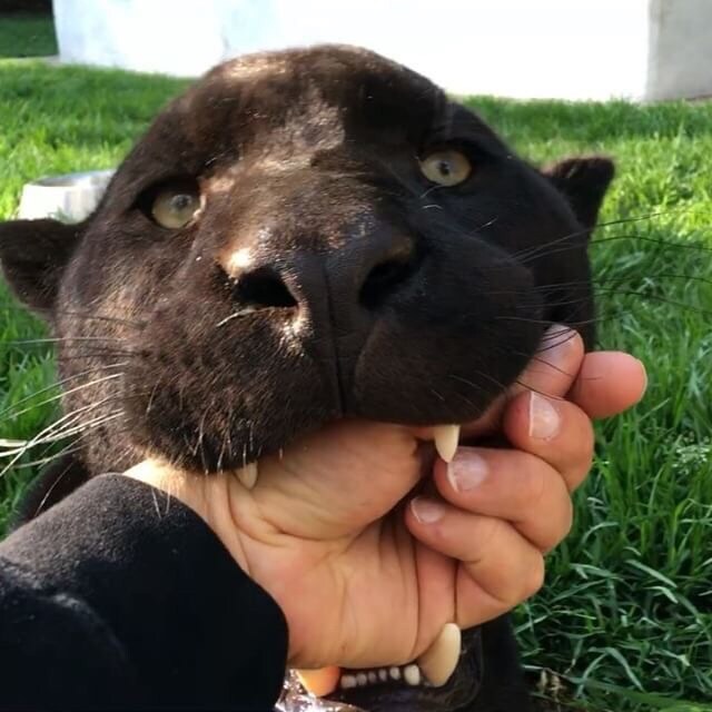 고양이 vs ㅈ냥이_1.png