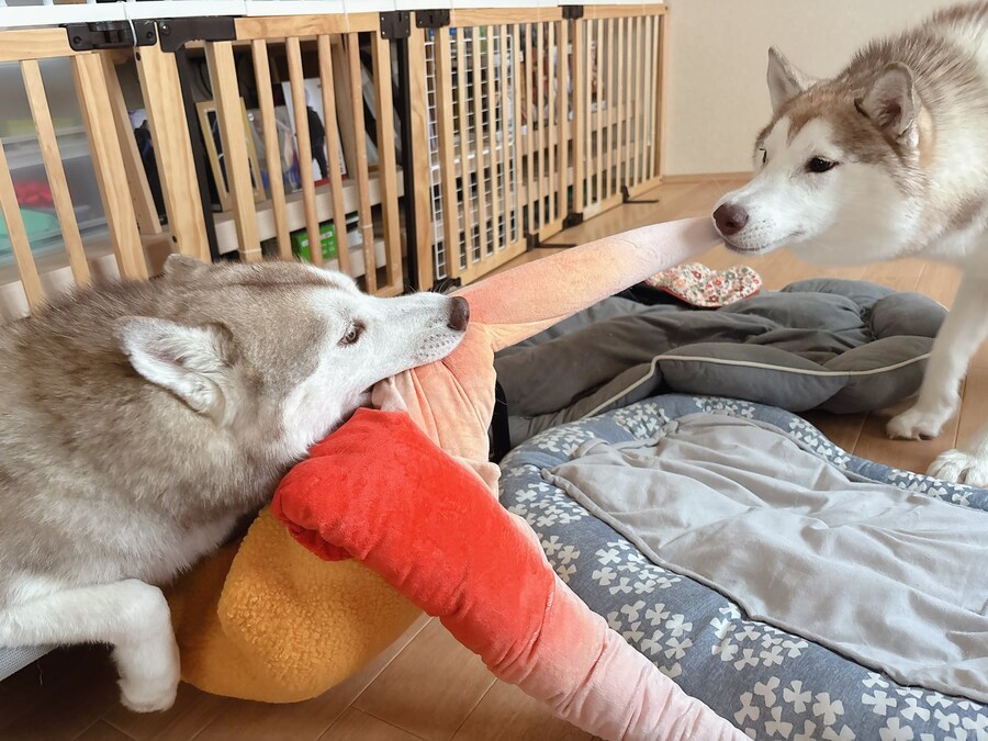 대게다리:제발! 둘 다 나때문에 싸우지 말아줘!!_3.jpg