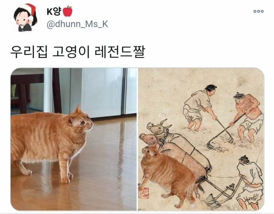 우리집 고영이 레전드짤_1.jpg