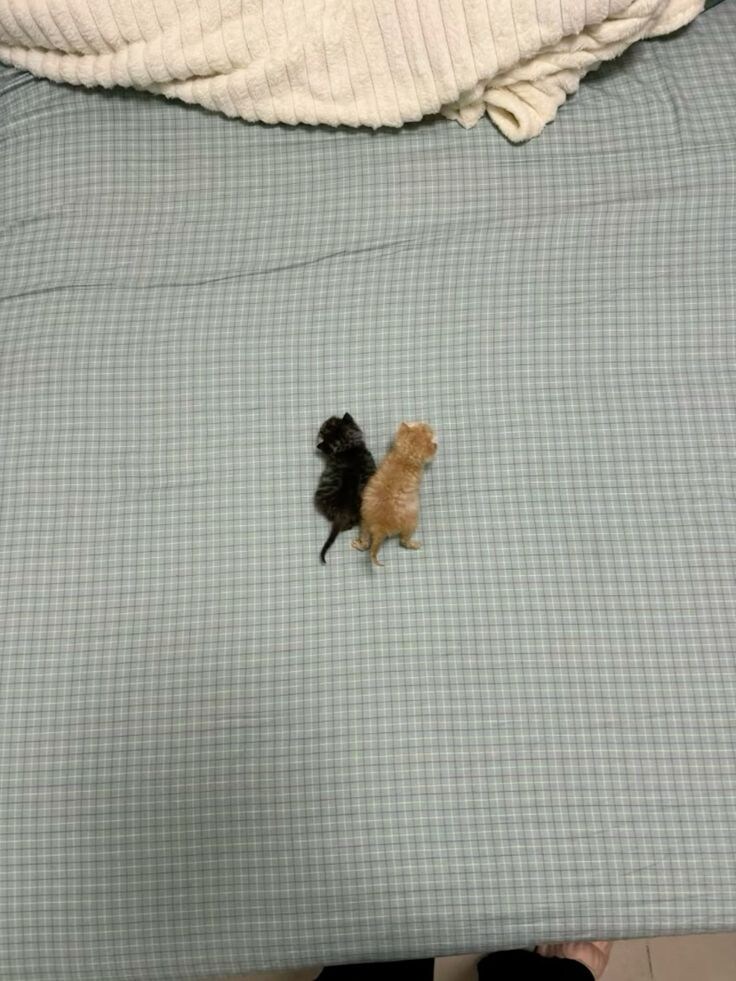 그림자인줄 알았네_1.jpg