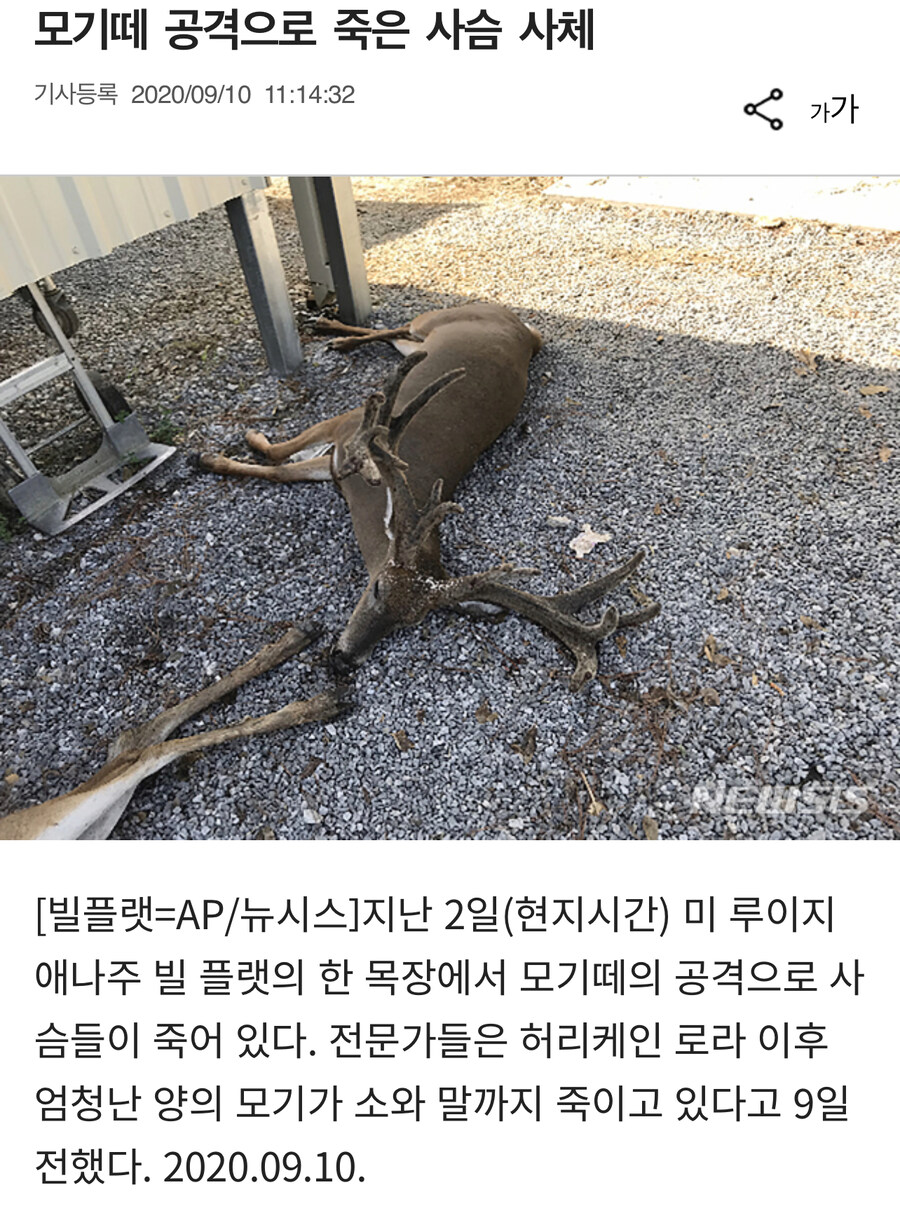 모기에게 진짜 엄청나게 많이 물리면 생기는 일.jpg_1.jpg