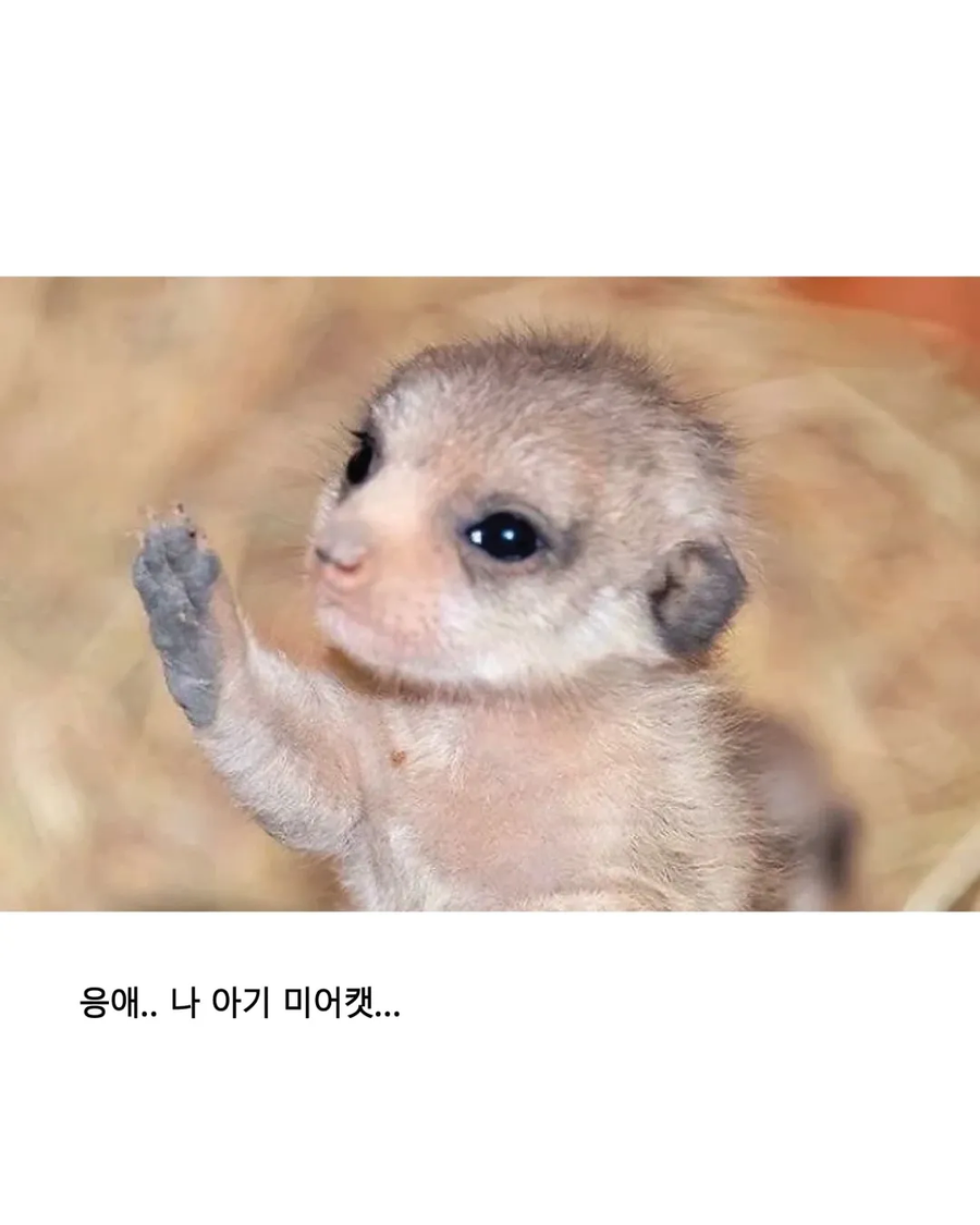 응애 모음_2.webp