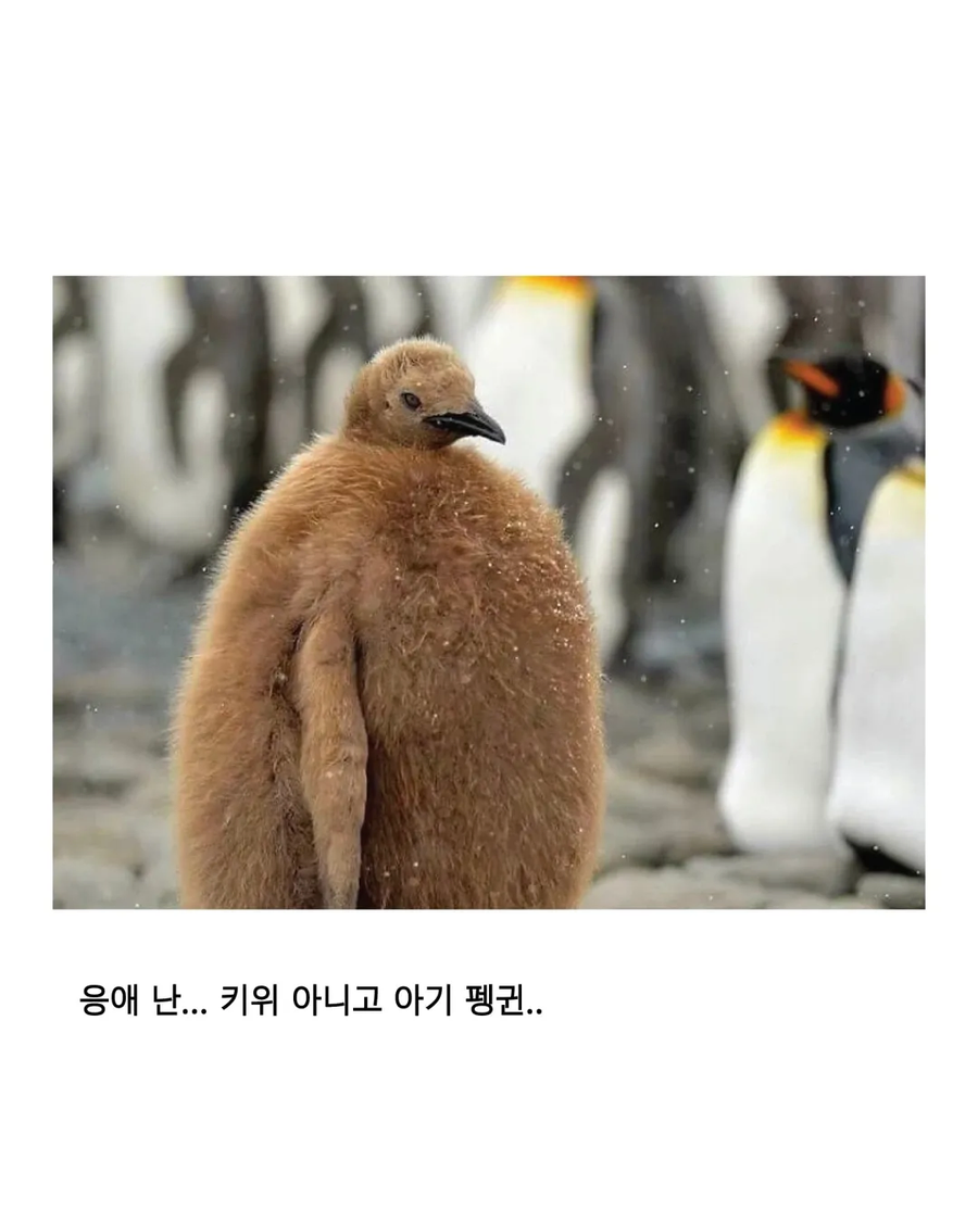 응애 모음_3.webp