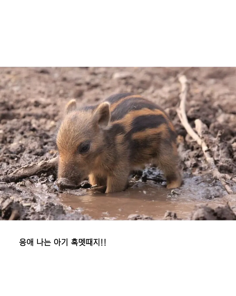 응애 모음_4.webp